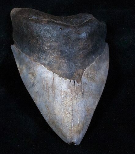 Bargain Megalodon Tooth - River Find #3793